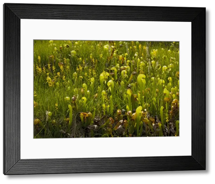 Framed Print : An insectivorous plant Cobra Lily (Darlingtonia californica) with bog asphodel (Narthecium californicum) in the Klamath Mountains, North California Framed Print : An insectivorous plant Cobra Lily (Darlingtonia californica) with bog asphodel (Narthecium californicum) in the Klamath Mountains, North California