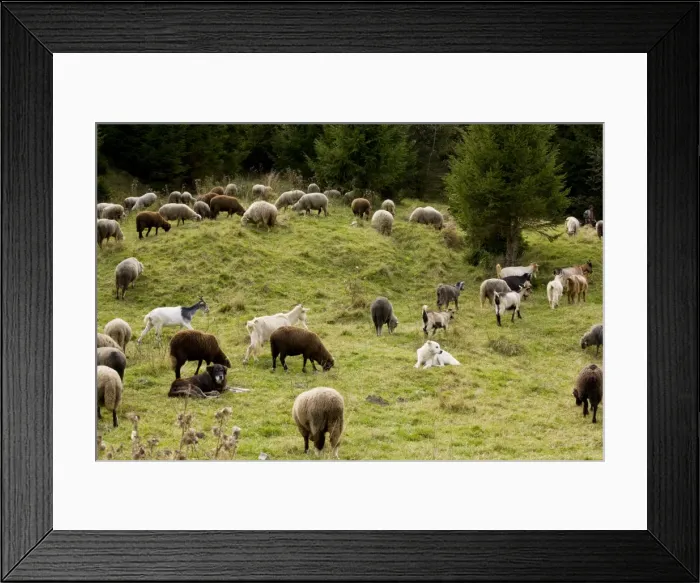 Framed Print : Mixed flock of sheep and goats with guard / sheep dogs - in the Barsa Fierului valley, Carpathians, Romania Framed Print : Mixed flock of sheep and goats with guard / sheep dogs - in the Barsa Fierului valley, Carpathians, Romania
