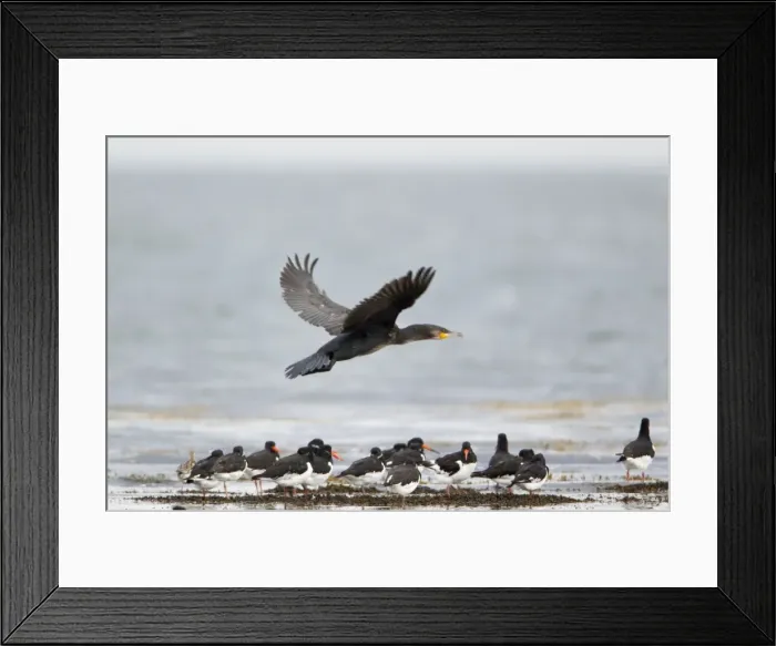 Framed Print : Cormorant - in flight above a flock of Oystercatchers - Northumberland - UK Framed Print : Cormorant - in flight above a flock of Oystercatchers - Northumberland - UK