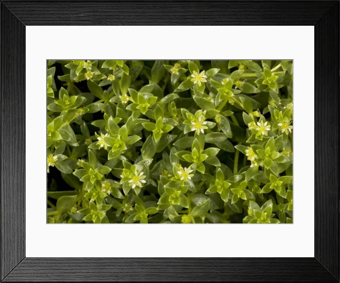 Framed Print : Sea purslane (Honckenya peploides) in flower. Coastal sand, Scotland Framed Print : Sea purslane (Honckenya peploides) in flower. Coastal sand, Scotland