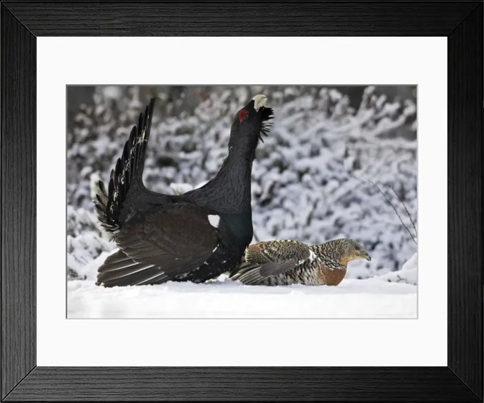 Framed Print : Capercaillie - male displaying to female in snow - courtship. Kuhmo - Finland Framed Print : Capercaillie - male displaying to female in snow - courtship. Kuhmo - Finland