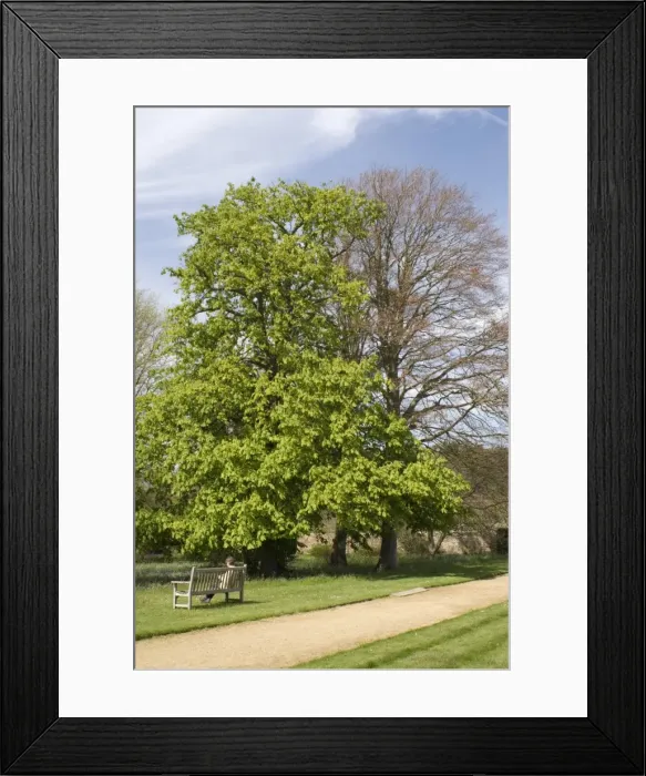 Framed Print : Spring Trees in garden - UK Framed Print : Spring Trees in garden - UK