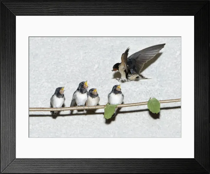 Framed Print : Barn Swallow - adult feeding fledgelings - Lower Saxony - Germany Framed Print : Barn Swallow - adult feeding fledgelings - Lower Saxony - Germany
