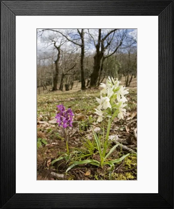 Framed Print : Roman Orchid - in habitat - Italy Framed Print : Roman Orchid - in habitat - Italy