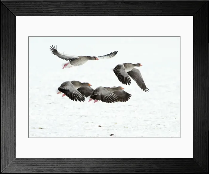 Framed Print : Greylag Geese - four in flight - taking off from snow covered field - in winter - Lower Saxony - Germany Framed Print : Greylag Geese - four in flight - taking off from snow covered field - in winter - Lower Saxony - Germany