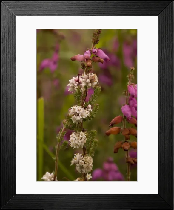 Framed Print : Dodder (Cuscuta epithymum), on bell heather (Erica cinerea). Dorset Framed Print : Dodder (Cuscuta epithymum), on bell heather (Erica cinerea). Dorset
