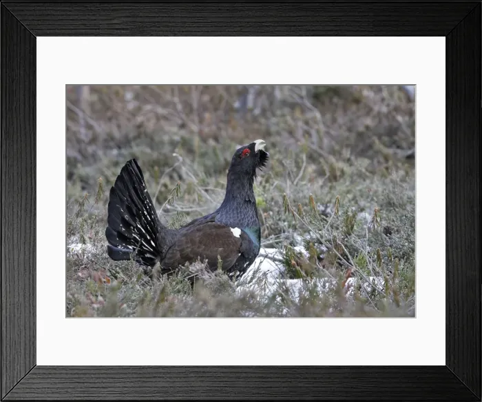 Framed Print : Capercaillie - male displaying. Kuhmo - Finland Framed Print : Capercaillie - male displaying. Kuhmo - Finland