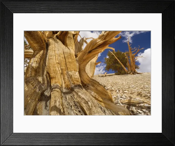 Framed Print : Bristlecone Pines - very gnarled and windswept Bristlecone Pines standing on a high plain on White Mountain. One of the existing individiuals are thought to be around 5000 years, being the oldest tree in the world - Inyo National Forest Framed Print : Bristlecone Pines - very gnarled and windswept Bristlecone Pines standing on a high plain on White Mountain. One of the existing individiuals are thought to be around 5000 years, being the oldest tree in the world - Inyo National Forest