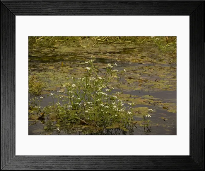 Framed Print : River water-dropwort (Oenanthe fluviatilis) in River Piddle, Dorset Framed Print : River water-dropwort (Oenanthe fluviatilis) in River Piddle, Dorset