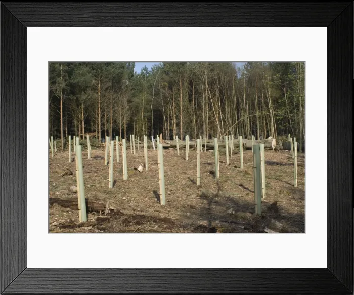 Framed Print : Oak and Hornbeam Tree Seedlings - In tree shelters - After clear felling Conifers - Sussex UK Framed Print : Oak and Hornbeam Tree Seedlings - In tree shelters - After clear felling Conifers - Sussex UK