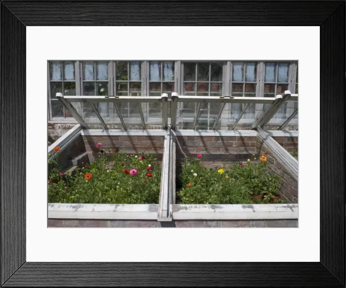 Framed Print : Anemones in garden cold frame Framed Print : Anemones in garden cold frame