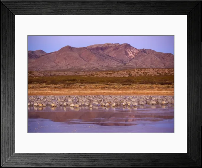 Framed Print : Sandhill Crane - over 15000 Sandhill Cranes spend the winter in the Bosque del Apache National Wildlife Reserve which encompasses the Rio Grande floodplain, irrigated farmlands and wetlands Framed Print : Sandhill Crane - over 15000 Sandhill Cranes spend the winter in the Bosque del Apache National Wildlife Reserve which encompasses the Rio Grande floodplain, irrigated farmlands and wetlands
