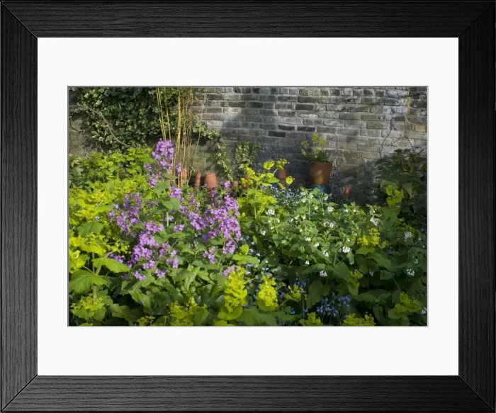 Framed Print : Garden Flowers - With Honesty - Spring - UK Framed Print : Garden Flowers - With Honesty - Spring - UK