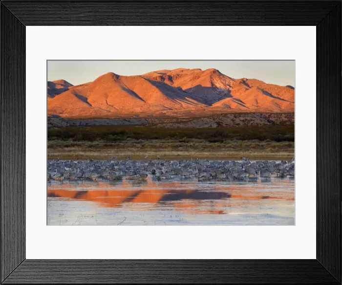 Framed Print : Sandhill Crane - over 15000 Sandhill Cranes spend the winter in the Bosque del Apache National Wildlife Reserve which encompasses the Rio Grande floodplain, irrigated farmlands and wetlands