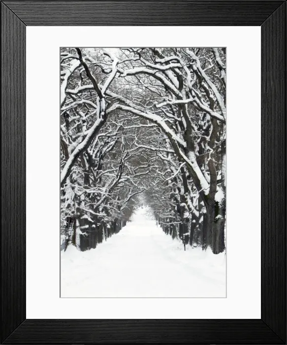 Framed Print : Oak Trees - pathway covered in snow - Hessen - Germany Framed Print : Oak Trees - pathway covered in snow - Hessen - Germany