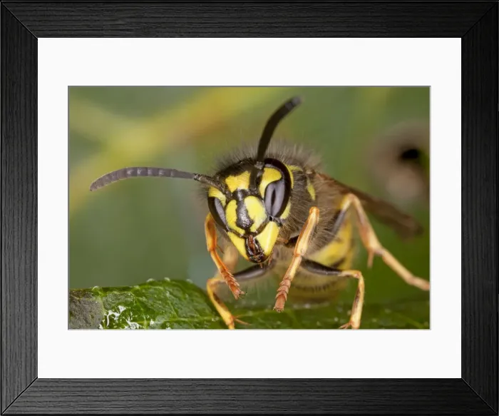 Framed Print : Common Wasp - head-on close-up, early autumn. Dorset Framed Print : Common Wasp - head-on close-up, early autumn. Dorset