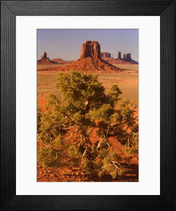Framed Print : Monument Valley - from Artist Point - with Juniper in the foreground - Monument Valley Tribal Park, Navajo Reservation, Arizona, USA Framed Print : Monument Valley - from Artist Point - with Juniper in the foreground - Monument Valley Tribal Park, Navajo Reservation, Arizona, USA