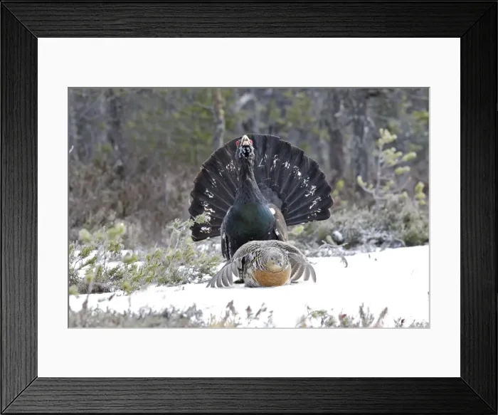 Framed Print : Capercaillie - male & female mating - courtship. Kuhmo - Finland Framed Print : Capercaillie - male & female mating - courtship. Kuhmo - Finland