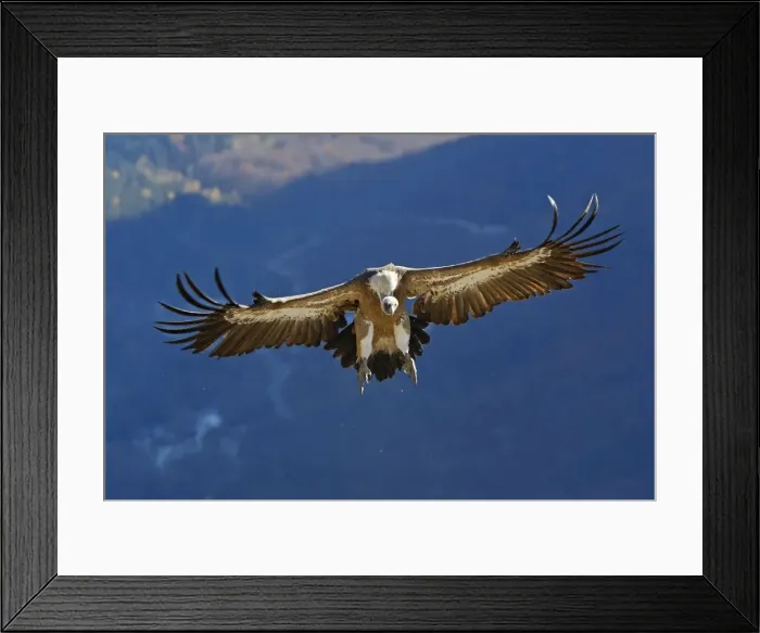 Framed Print : Eurasian Griffon Vulture - in flight. Pyrenees - Spain Framed Print : Eurasian Griffon Vulture - in flight. Pyrenees - Spain