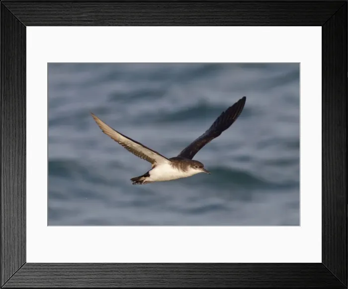 Framed Print : Manx Shearwater - in flight over the sea - Dorset - UK Framed Print : Manx Shearwater - in flight over the sea - Dorset - UK
