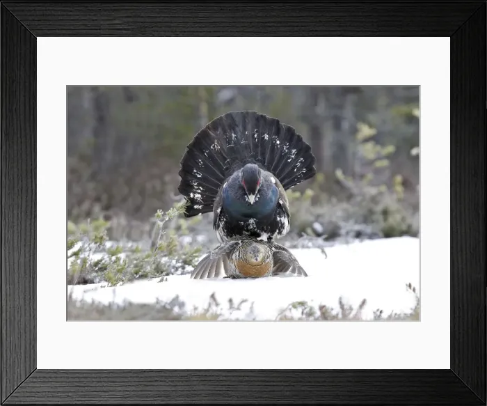 Framed Print : Capercaillie - male & female mating - courtship. Kuhmo - Finland