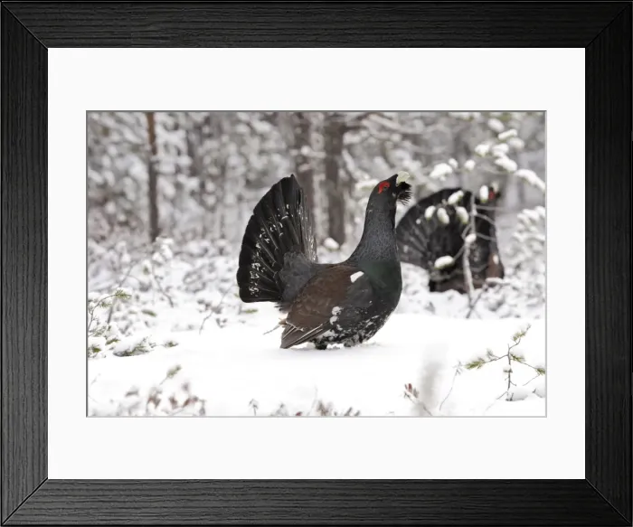 Framed Print : Capercaillie - male displaying in snow. Kuhmo - Finland Framed Print : Capercaillie - male displaying in snow. Kuhmo - Finland