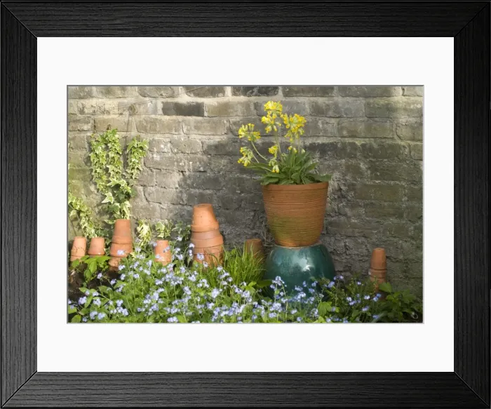 Framed Print : Cowslip in Pot and Forget-Me-Not's and clay pots against garden wall Framed Print : Cowslip in Pot and Forget-Me-Not's and clay pots against garden wall
