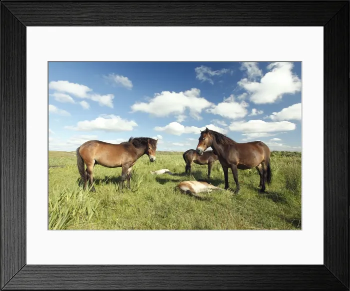 Framed Print : Exmoor Pony - Mares and foals resting on marshland, De Bollekamer sand dune NP, Island of Texel, Holland Framed Print : Exmoor Pony - Mares and foals resting on marshland, De Bollekamer sand dune NP, Island of Texel, Holland