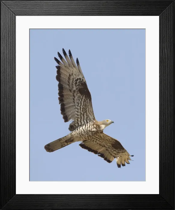 Framed Print : European Honey Buzzard - adult male in flight - on migration across the straits of Gibralter to Africa - September Framed Print : European Honey Buzzard - adult male in flight - on migration across the straits of Gibralter to Africa - September