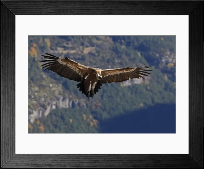 Framed Print : Eurasian Griffon Vulture - in flight. Pyrenees - Spain Framed Print : Eurasian Griffon Vulture - in flight. Pyrenees - Spain