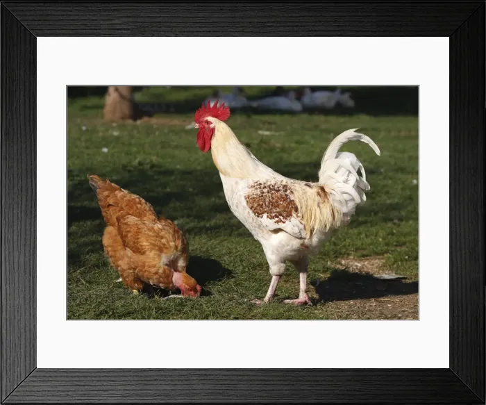Framed Print : Chicken - rooster & female