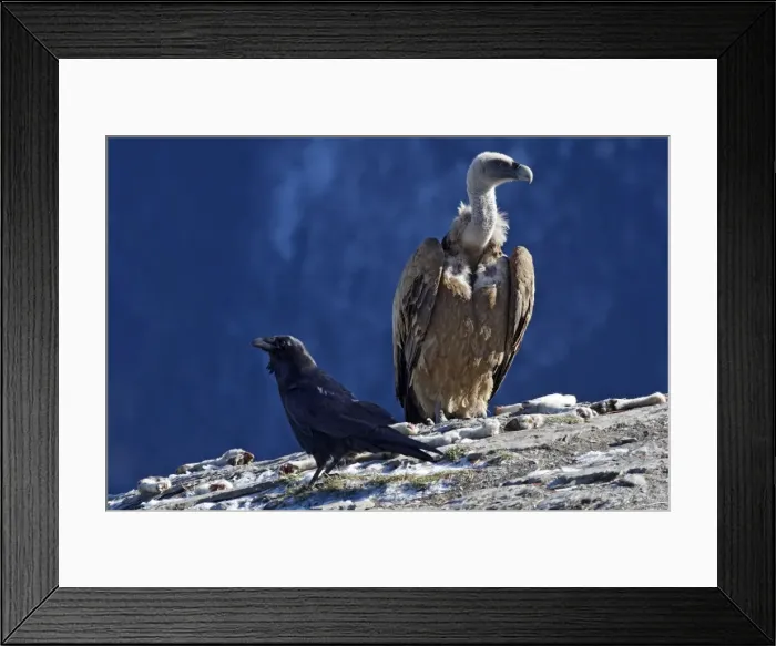Framed Print : Eurasian Griffon Vulture and common raven (Corvus corax). Ordesa y Monte Perdido National Park - Pyrenees - Spain Framed Print : Eurasian Griffon Vulture and common raven (Corvus corax). Ordesa y Monte Perdido National Park - Pyrenees - Spain
