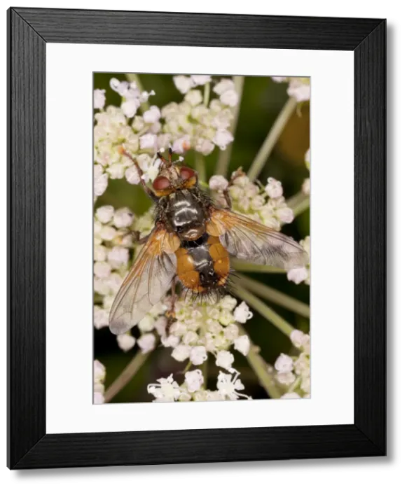 Framed Print : Parasitic Tachinid fly - on Angelica; parasite on lepidoptera larvae Framed Print : Parasitic Tachinid fly - on Angelica; parasite on lepidoptera larvae