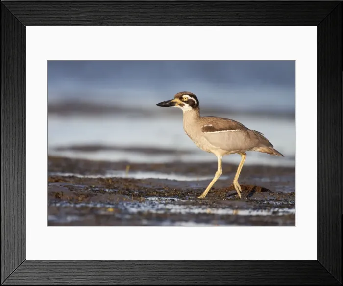 Framed Print : Beach Stone-Curlew / Beach Thick-Knee - walking along shoreline near typical habitat of undisturbed open beaches, exposed reefs, mangroves, and tidal sand or mudflats - Queensland - Australia Framed Print : Beach Stone-Curlew / Beach Thick-Knee - walking along shoreline near typical habitat of undisturbed open beaches, exposed reefs, mangroves, and tidal sand or mudflats - Queensland - Australia
