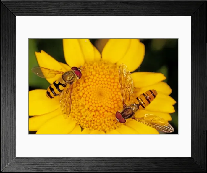 Framed Print : Hoverflies (and Episyrphus balteatus) on Corn Marigold flower. Dorset Framed Print : Hoverflies (and Episyrphus balteatus) on Corn Marigold flower. Dorset