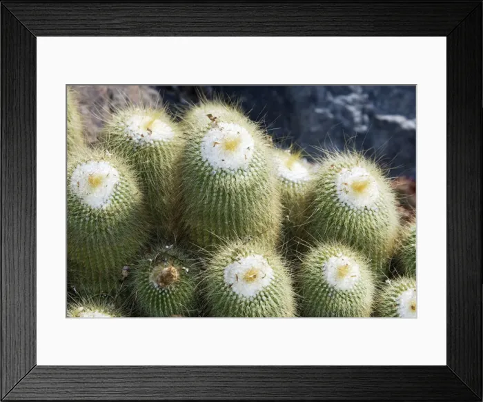 Framed Print : Cactus - Notocactus leninghausii Framed Print : Cactus - Notocactus leninghausii