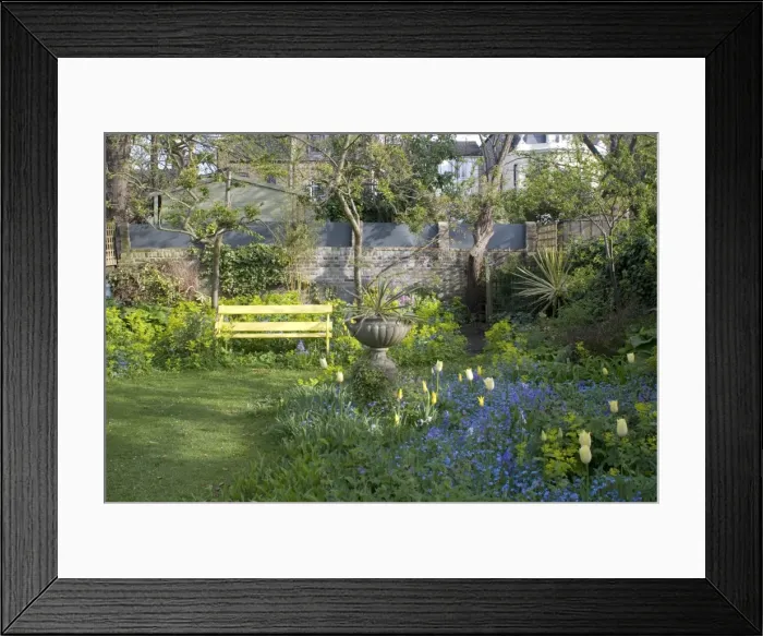 Framed Print : Garden Flowers including Smyrnium perfoliatum behind bench - Spring Framed Print : Garden Flowers including Smyrnium perfoliatum behind bench - Spring