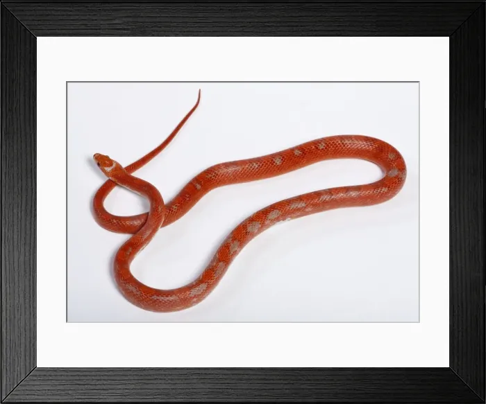 Framed Print : Corn / Red Rat Snake - “Hypo blood pied side” mutation - North America Framed Print : Corn / Red Rat Snake - “Hypo blood pied side” mutation - North America
