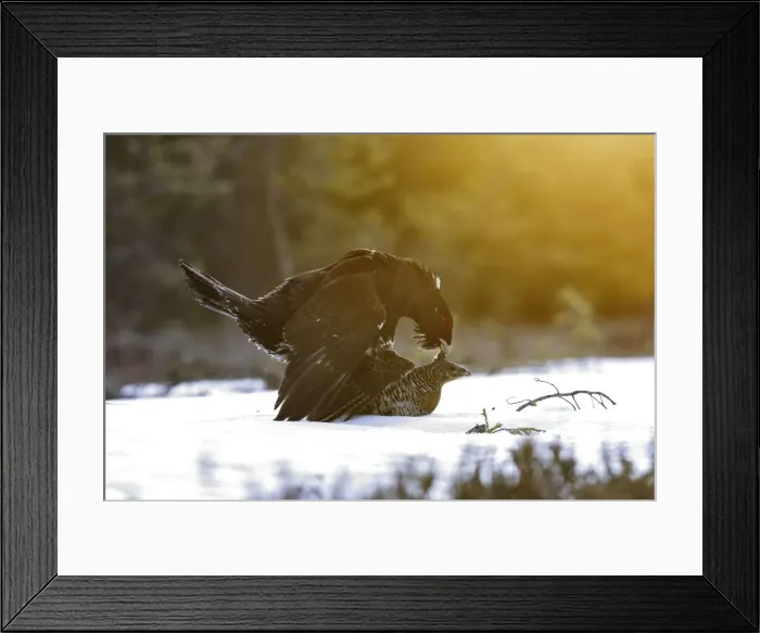 Framed Print : Capercaillie - male & female mating - courtship. Kuhmo - Finland Framed Print : Capercaillie - male & female mating - courtship. Kuhmo - Finland