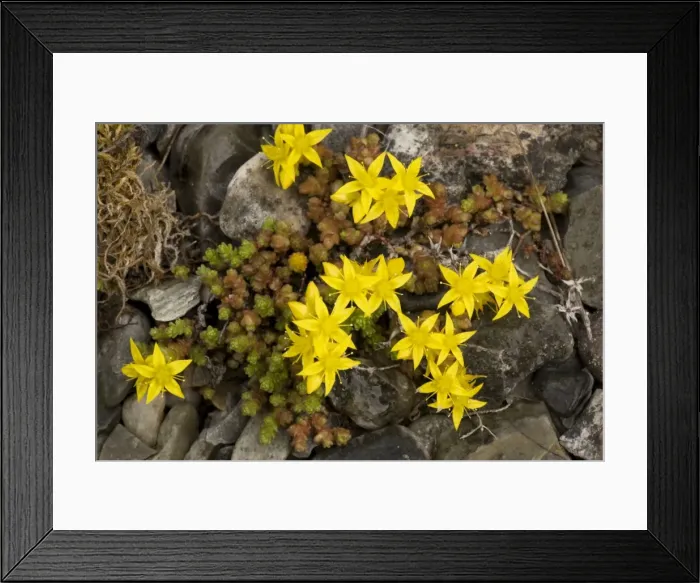 Framed Print : Biting stonecrop, or wall pepper (Sedum acre). Common in UK Framed Print : Biting stonecrop, or wall pepper (Sedum acre). Common in UK