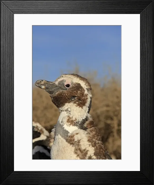 Framed Print : Magellanic Penguin - moulting. Punta Norte - Valdes peninsula - Argentina Framed Print : Magellanic Penguin - moulting. Punta Norte - Valdes peninsula - Argentina