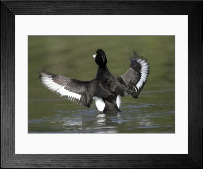 Framed Print : Tufted Duck - male flapping wings - on lake - Hessen - Germany