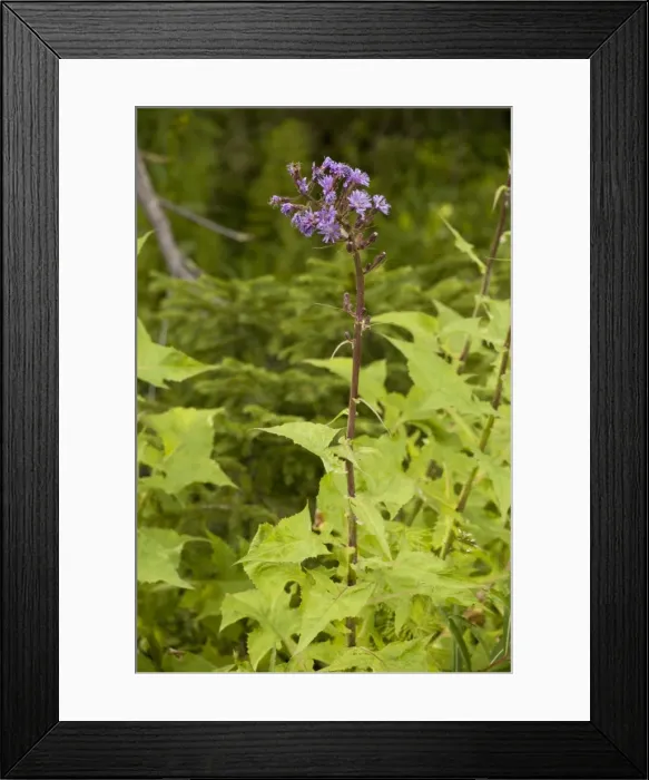 Framed Print : Alpine sow-thistle (Cicerbita alpina); very rare in UK (Scotland) Framed Print : Alpine sow-thistle (Cicerbita alpina); very rare in UK (Scotland)