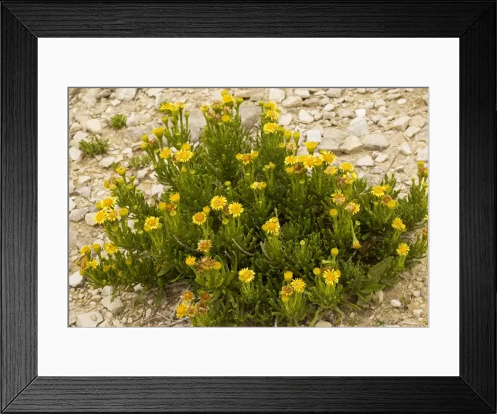 Framed Print : Golden-samphire (Inula crithmoides) on limestone, Dorset coast Framed Print : Golden-samphire (Inula crithmoides) on limestone, Dorset coast