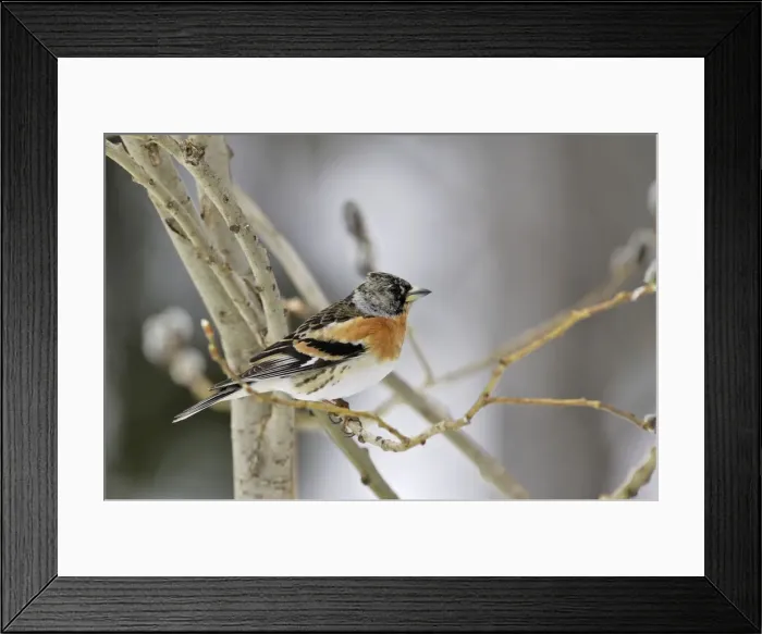 Framed Print : Brambling - female. Kuhmo - Finland Framed Print : Brambling - female. Kuhmo - Finland