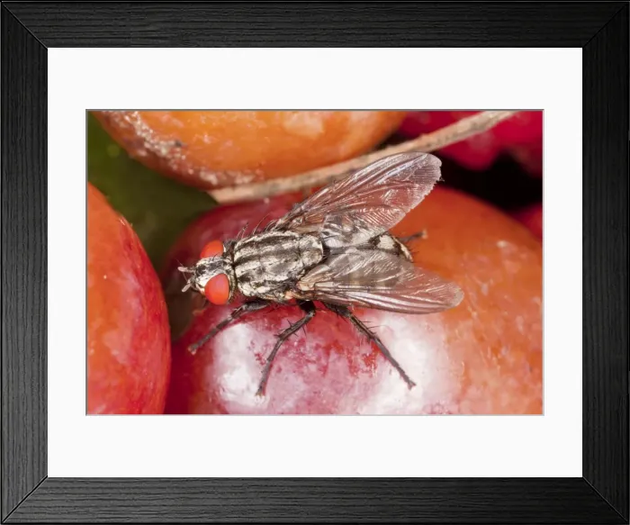Framed Print : Flesh-fly - feeding on fruit. Lays live larvae, not eggs. Dorset Framed Print : Flesh-fly - feeding on fruit. Lays live larvae, not eggs. Dorset