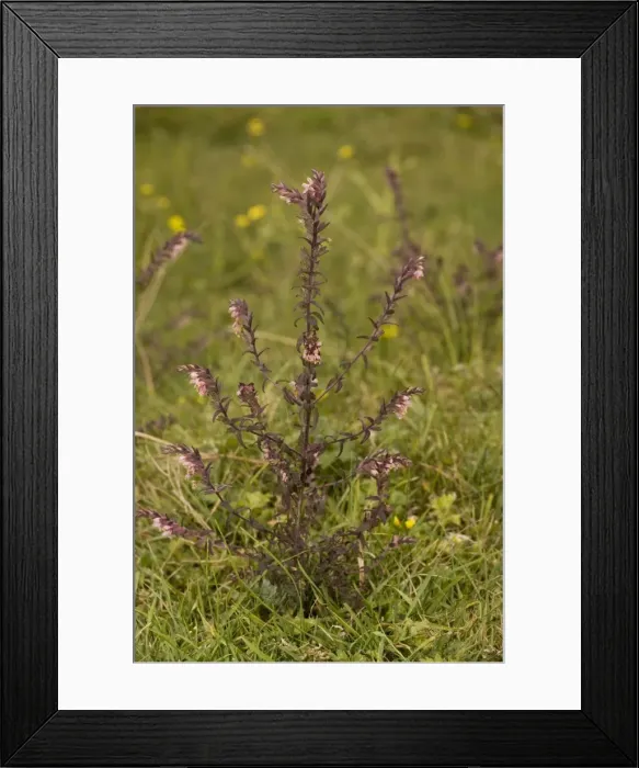Framed Print : Red bartsia (Odontites verna), Dorset Framed Print : Red bartsia (Odontites verna), Dorset