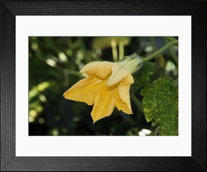 Framed Print : Pumpkin / Squash - Potimarron / Hokkaido variety - close-up of flower. Japanese Framed Print : Pumpkin / Squash - Potimarron / Hokkaido variety - close-up of flower. Japanese