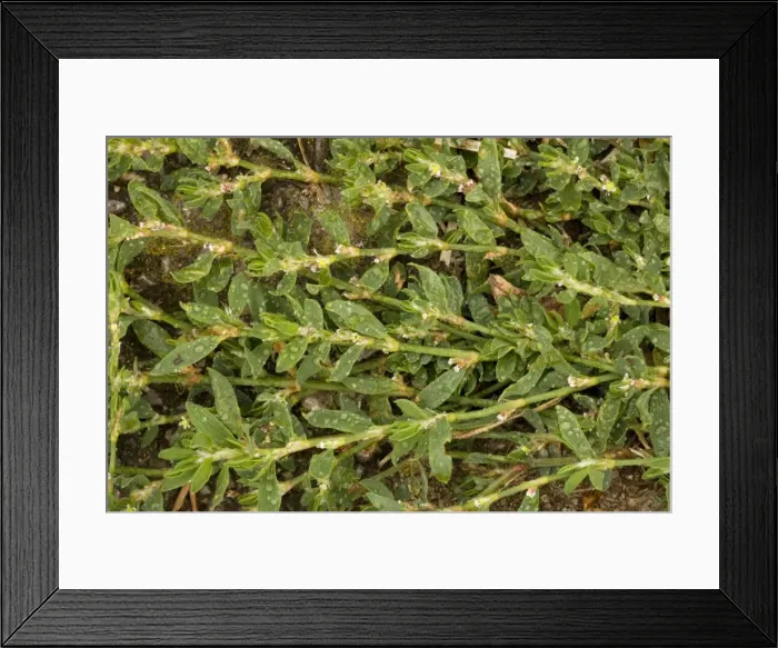 Framed Print : Equal-leaved knotgrass (Polygonum arenastrum). Uncommon weed, Somerset Framed Print : Equal-leaved knotgrass (Polygonum arenastrum). Uncommon weed, Somerset
