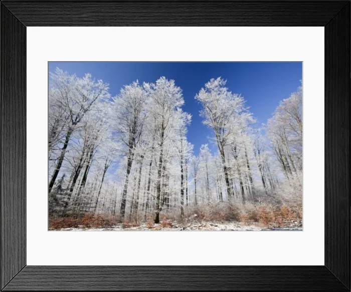 Framed Print : Beech Tree - woodland covered in frost - North Hessen - Germany Framed Print : Beech Tree - woodland covered in frost - North Hessen - Germany